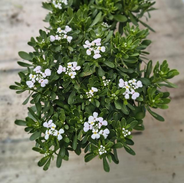 IBERIS SEMPERFLORENS POT 14 TARDIF