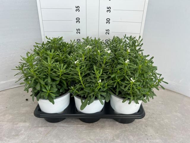 IBERIS SEMPERFLORENS V14 Precoce