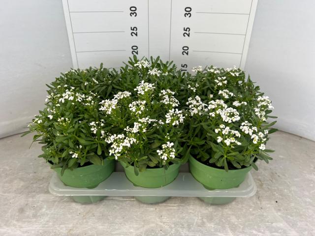 IBERIS SEMPERFLORENS V14 Precoce