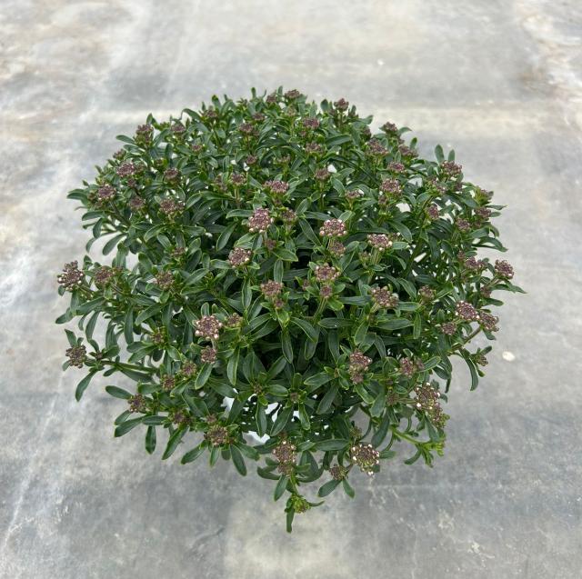 IBERIS *Pink Ice* VASO 14