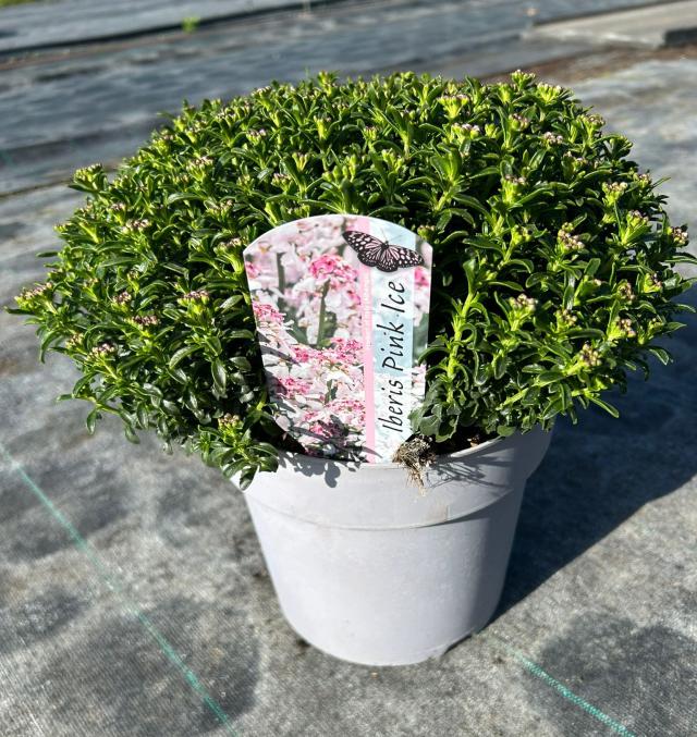 IBERIS *Pink Ice* VASO 15