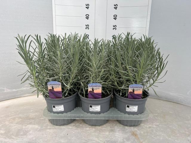 LAVANDA INTERM. *Grosso* (Lavandin) V14