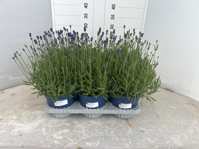 LAVANDA *Hidcote Blue* VASO 14