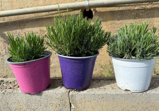 LAVANDE HIDCOTE *Mixtes* POT 14
