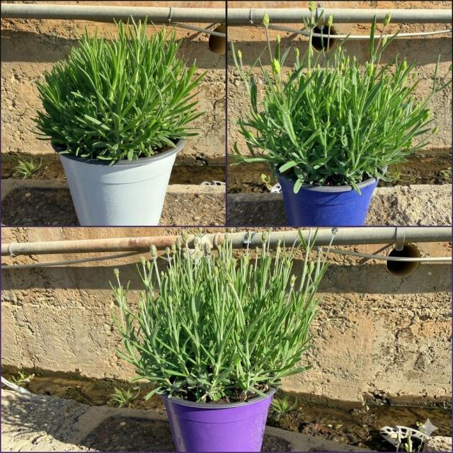 LAVANDA *Hidcote Mix* VASO 14