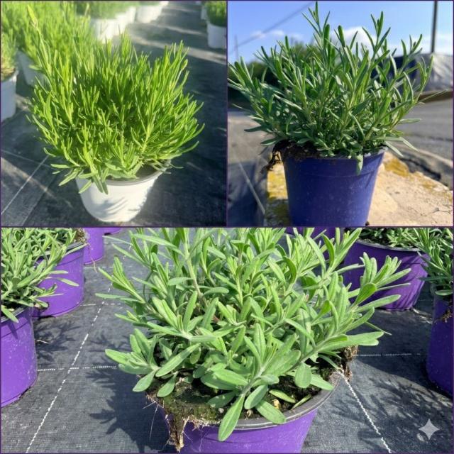 LAVANDA *Hidcote Mix* VASO 14