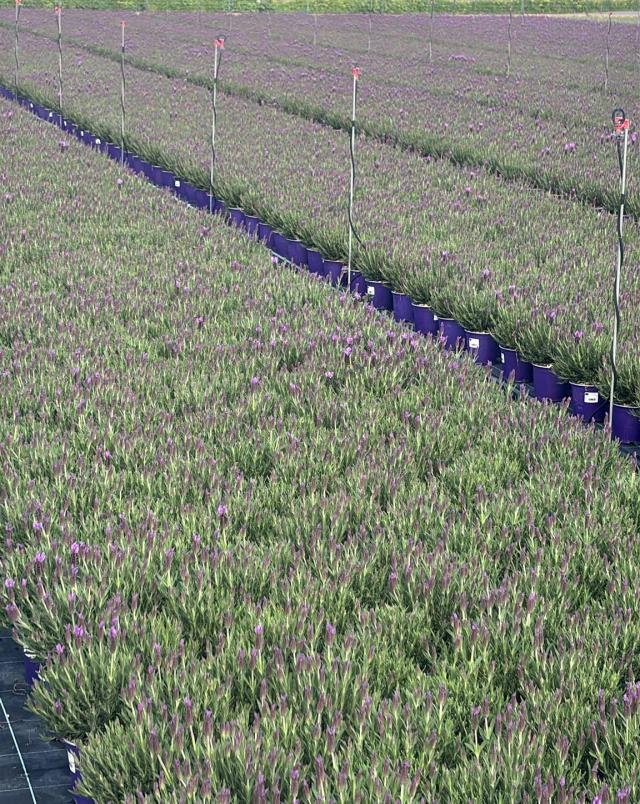 LAVANDA V14 STOECHAS *Promo*