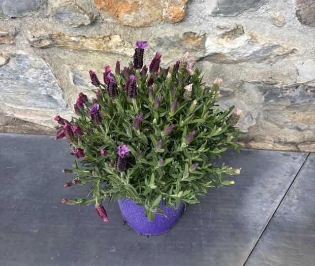 LAVANDA STOECHAS V18 *Tricolor*