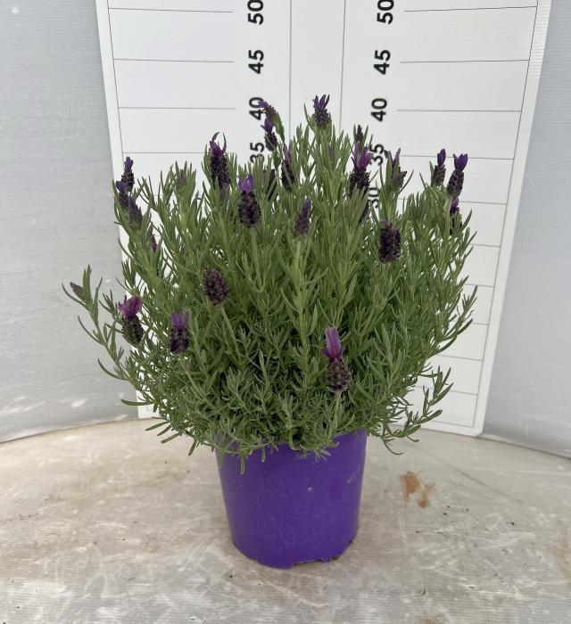 LAVANDA STOECHAS VASO 18