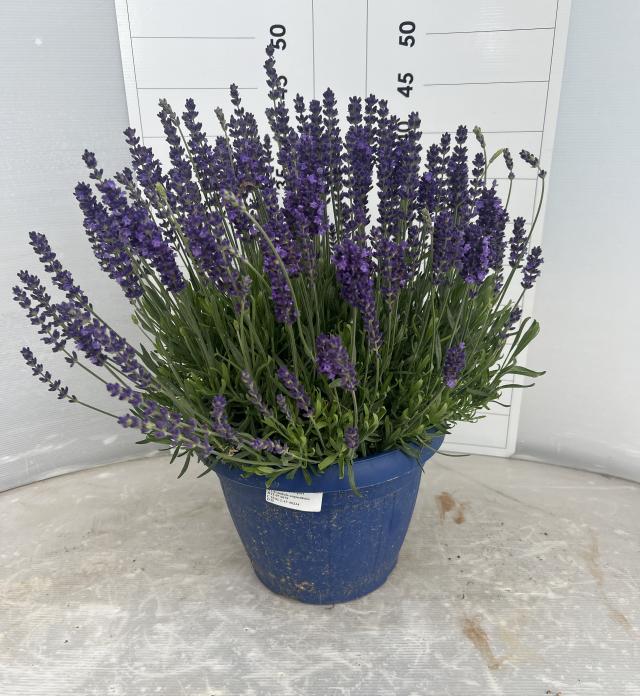 LAVANDA HIDCOTE BLUE VASO 25