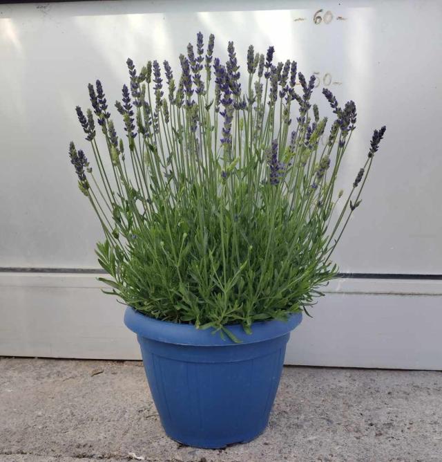 LAVANDA HIDCOTE BLUE VASO 25