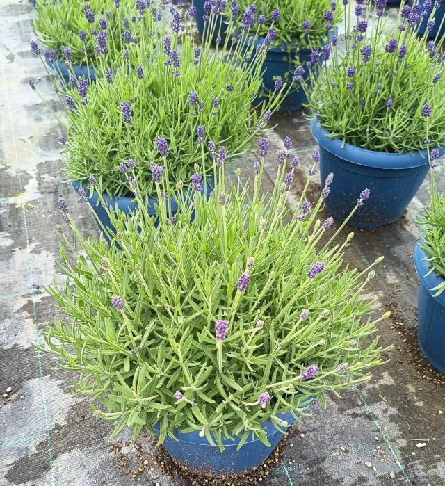 LAVANDA HIDCOTE BLUE VASO 25