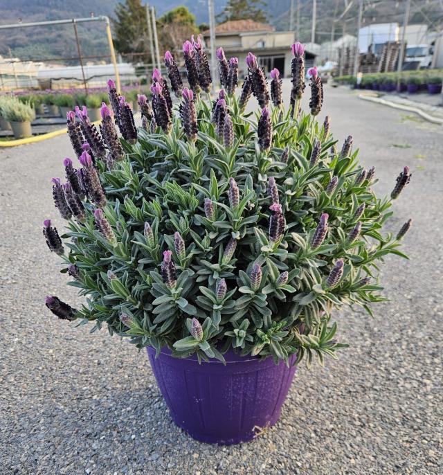 LAVANDA STOECHAS VASO 30