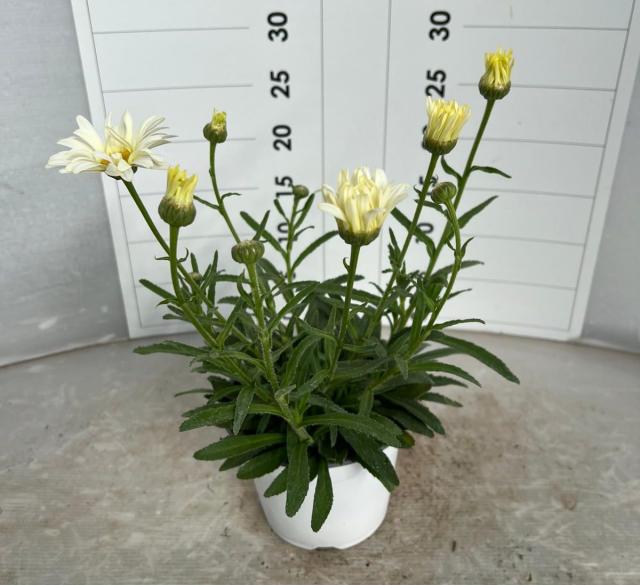 LEUCANTHEMUM VASO 14