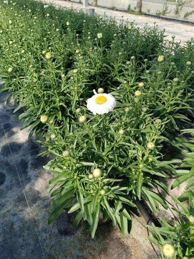 LEUCANTHEMUM MAXIMUM VASO 18