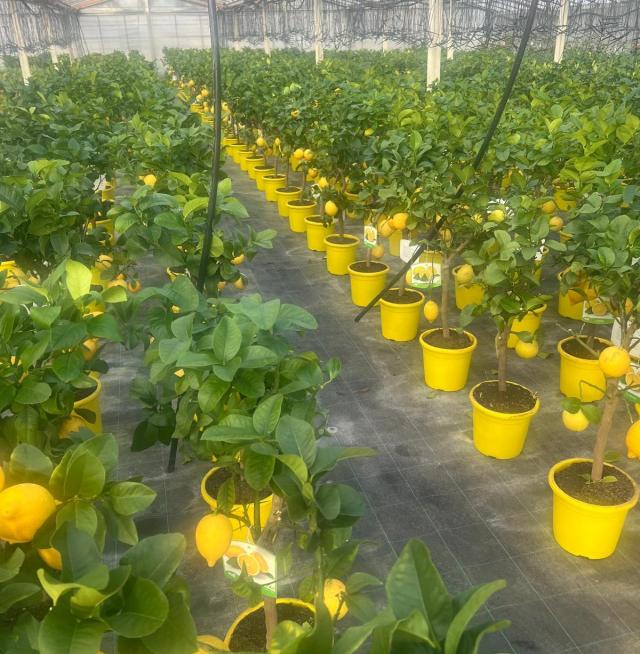 LIMONE (Citrus Limon) VASO 20