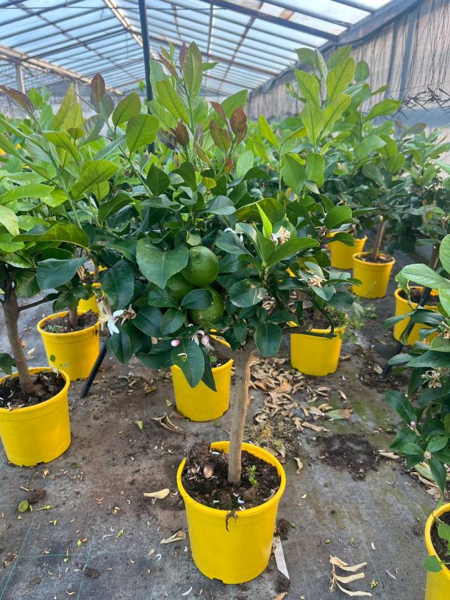 LIMONE (Citrus Limon) VASO 20