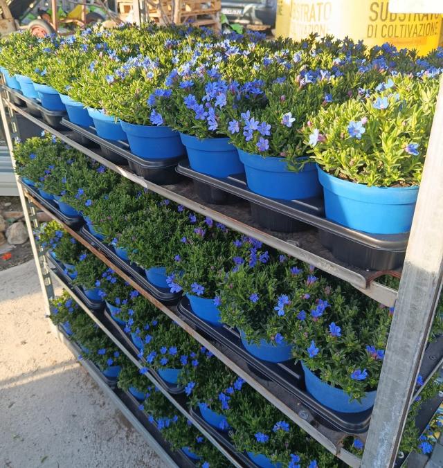 LITHODORA DIFFUSA V14 *Promo*