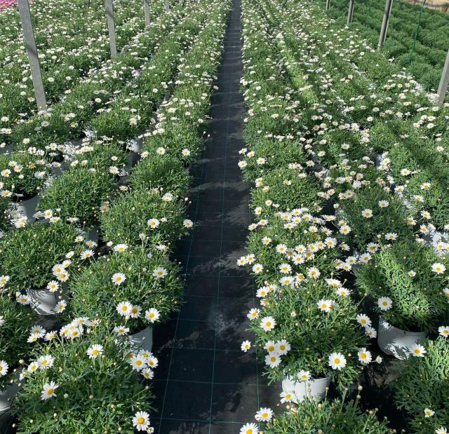 MARG. (ANTHEMIS) Blanche *Promo/CC* Pot 18 