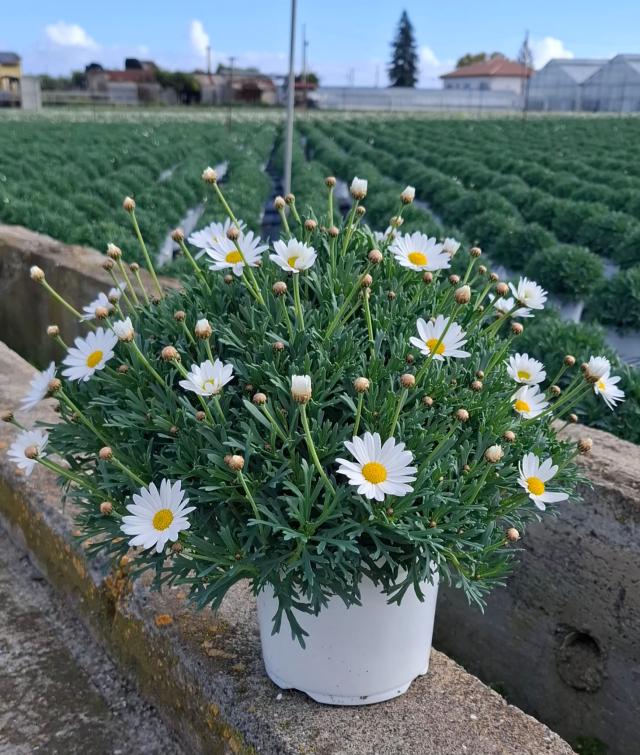 MARGHERITA *Stella 2000* VASO 18