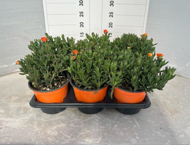 MESEMBRIANTHEMUM *Arancio f.grande* V14