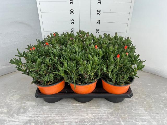 MESEMBRIANTHEMUM *Arancio f.grande* V14