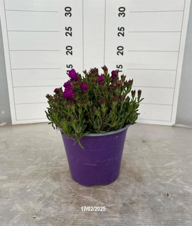 MESEMBRIANTHEMUM Mix precoce VASO 14