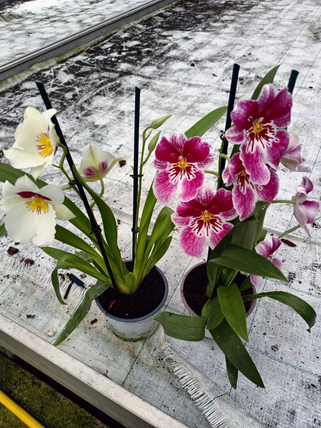 MILTONIA VASO 12 - 2 steli