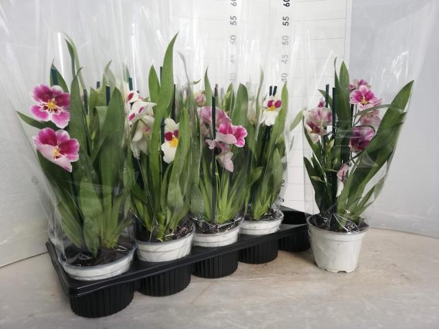 MILTONIA VASO 12 - 2 steli