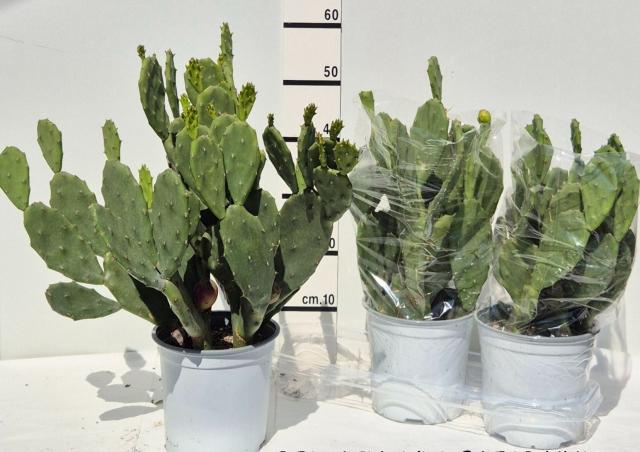 OPUNTIA VULGARIS VASO 19