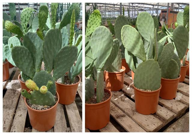 OPUNTIA VULGARIS (Fico d India) VASO 24 