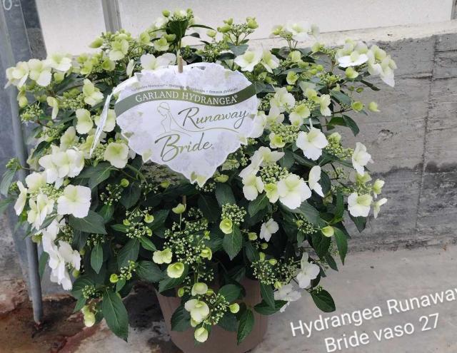 ORTENSIA *Runaway Bride* VASO 27  