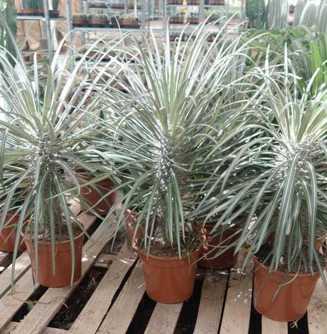 PACHYPODIUM LAMEREI VASO 25 