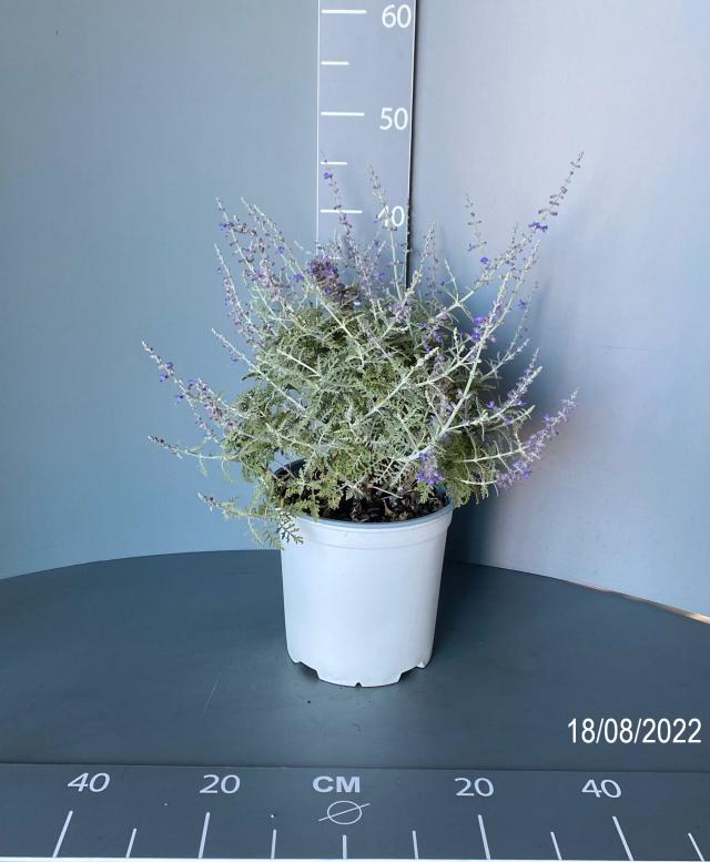 PEROVSKIA (Salvia Russa) V19