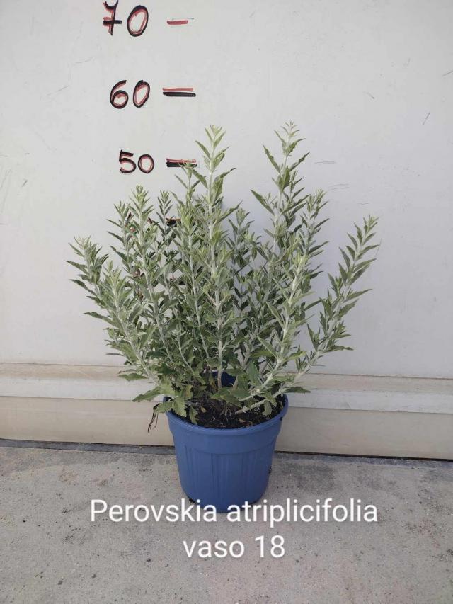 PEROVSKIA (Salvia Russa) V19