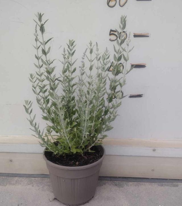 PEROVSKIA (Salvia Russa) V19