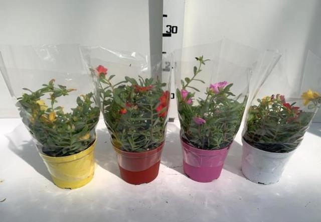 PORTULACA OLERACEA V14