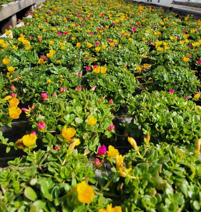 PORTULACA OLERACEA VASO 14