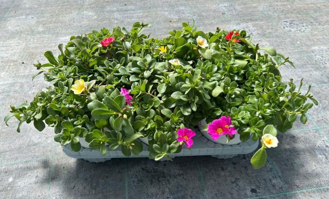 PORTULACA OLERACEA V14 Pack6