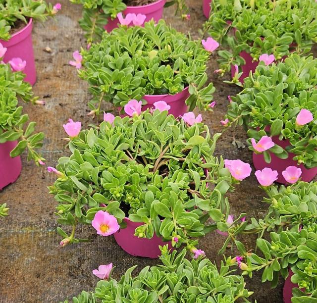 PORTULACA OLERACEA VASO 14