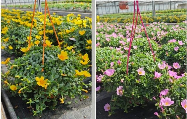 PORTULACA OLERACEA BASKET 16