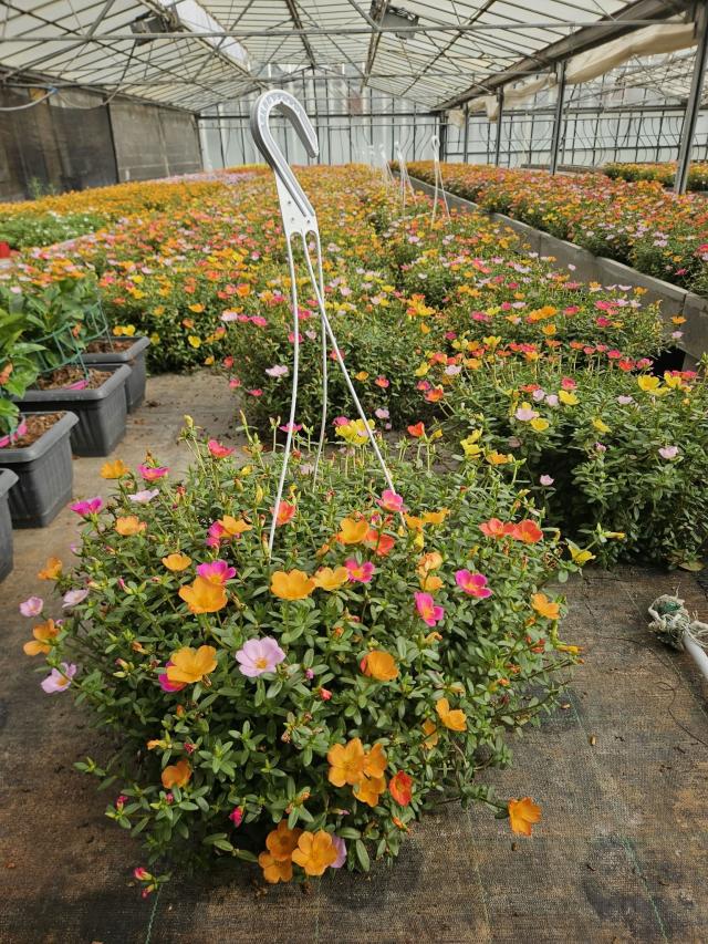 PORTULACA OLERACEA Basket 20