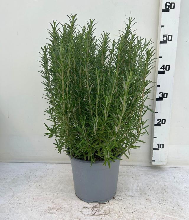 ROSMARINO *Da siepe* VASO 18