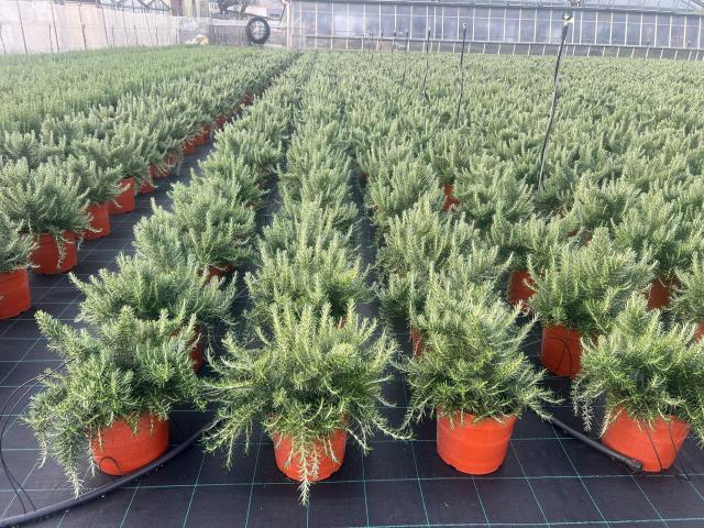 ROSMARINO PROSTRATO V24