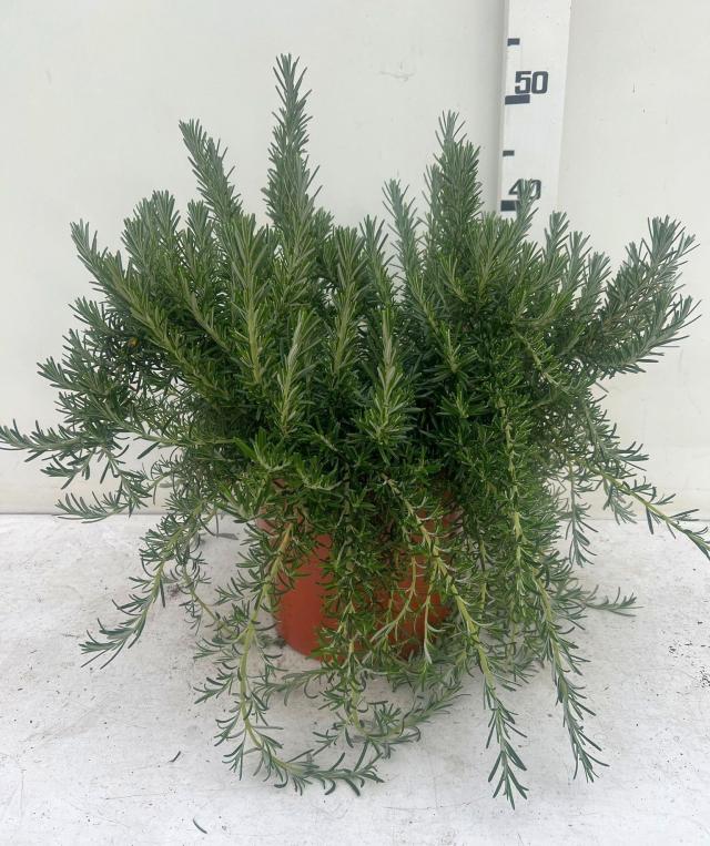 ROSMARINO PROSTRATO V24