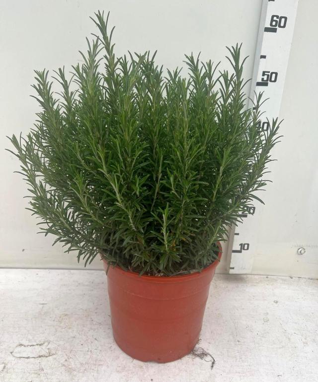 ROSMARINO *Da siepe* VASO 24