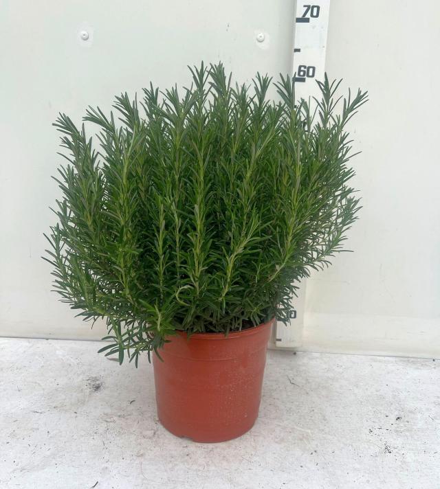 ROSMARINO *Da siepe* VASO 24