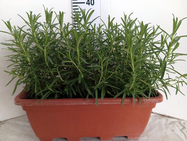 ROSMARINO BALCONIERA L.40