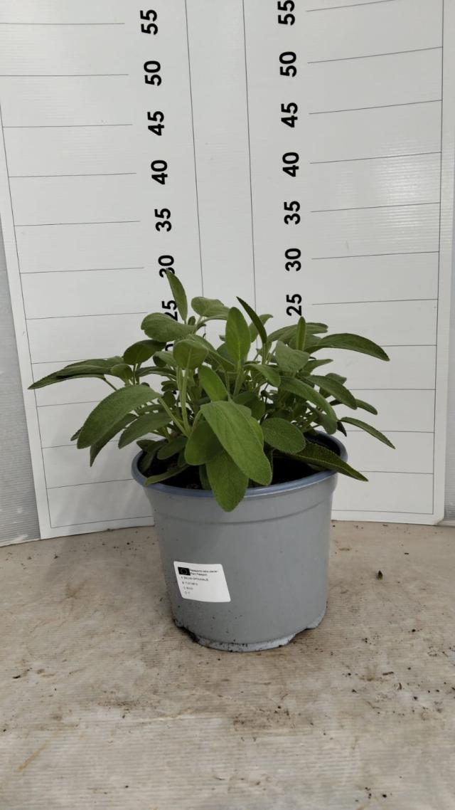 SALVIA OFFICINALIS VASO 18