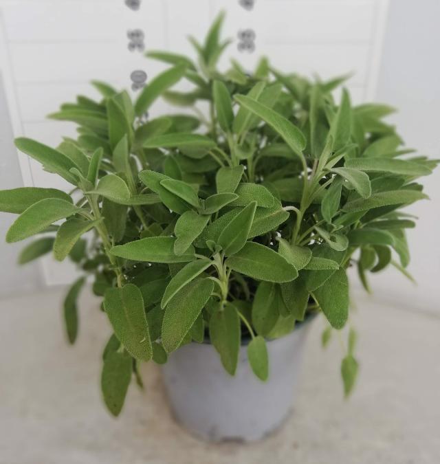 SALVIA OFFICINALIS VASO 18